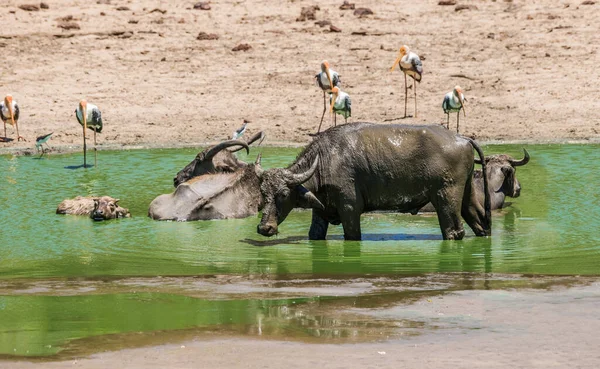 Eine Gruppe Wilder Asiatischer Büffel Bubalus Arnee Teich Uda Walawe — Stockfoto