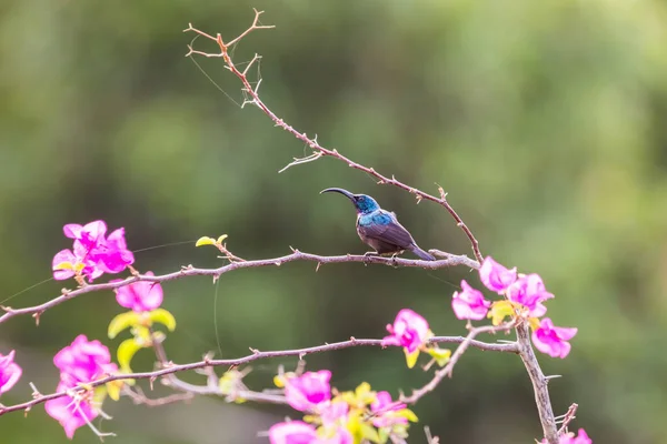 Männlicher Loten Sonnenvogel Cinnyris Lotenius Thront Auf Einem Bougainvillea Zweig — Stockfoto