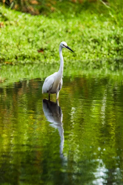 Mic Egret Egretta Garzetta Picioare Apă — Fotografie, imagine de stoc