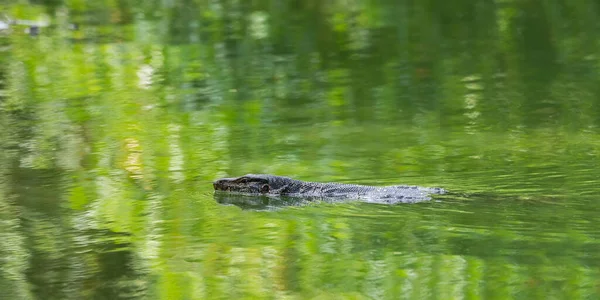 Schwimmwasserwaranechse — Stockfoto