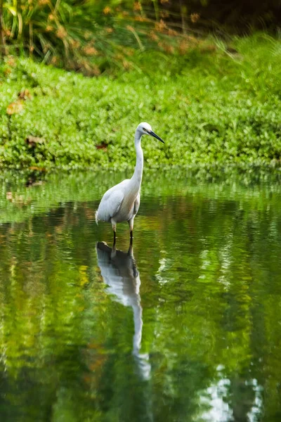 Seidenreiher Egretta Garzetta Steht Wasser — Stockfoto