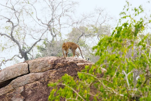 Jeune Léopard Lankais Sri Sur Rocher Dans Parc National Yala — Photo