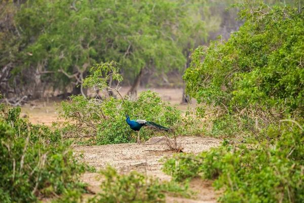 스리랑카 공원의 정글을 — 스톡 사진