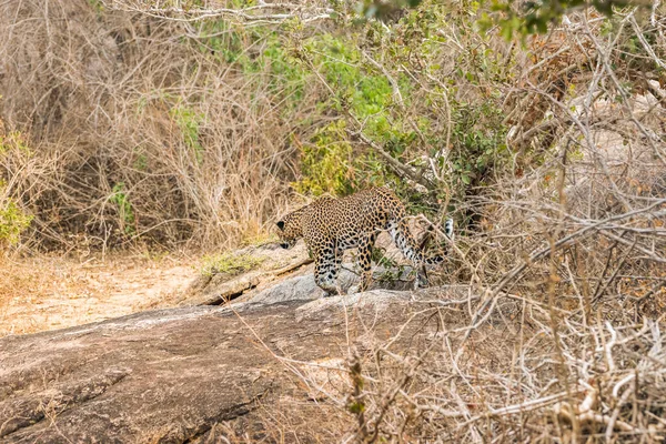 Joven Sri Lankan Leopardo Panthera Pardus Kotiya Caminando Parque Nacional —  Fotos de Stock