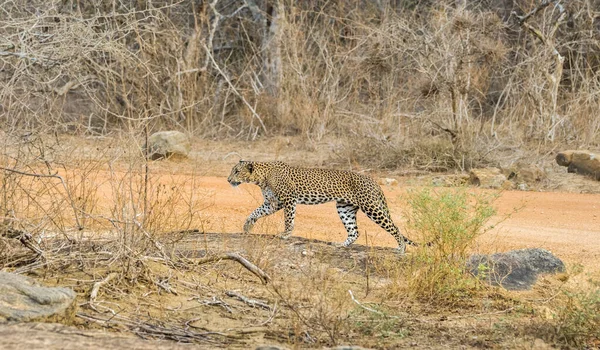 Yürüyen genç bir Sri Lankalı leoparın (Panthera pardus kotiya) profili. Yala Milli Parkı, Sri Lanka.