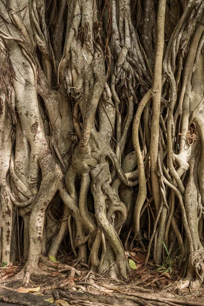 Natur Hintergrund Baumstamm Und Wurzeln Von Banyan — Stockfoto