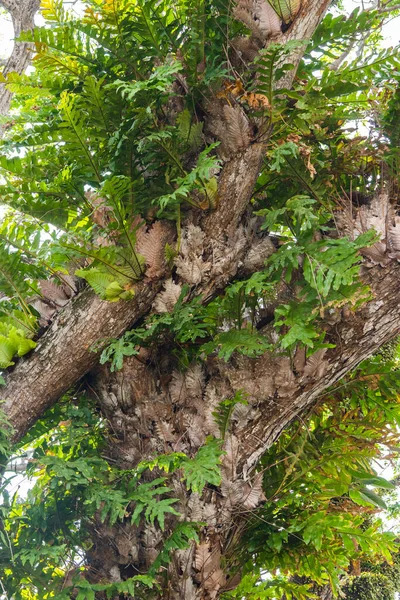 Drynaria Eine Tropische Epiphytische Pflanze Die Auf Einem Großen Baum — Stockfoto