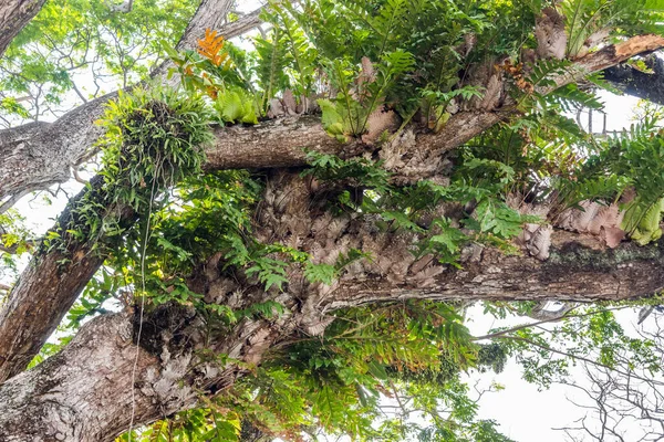 Verschiedene Arten Parasitärer Pflanzen Die Auf Dem Baum Asiatischen Tropenwald — Stockfoto