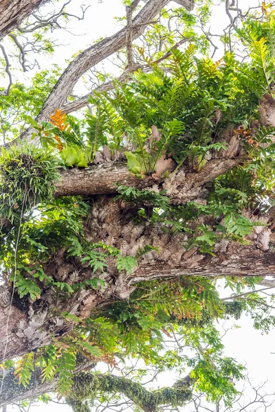 Verschiedene Arten Von Epiphytenpflanzen Die Auf Dem Baum Asiatischen Tropenwald — Stockfoto