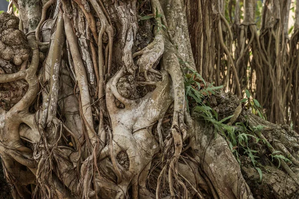 Baumstamm Und Wurzeln Von Banyan — Stockfoto