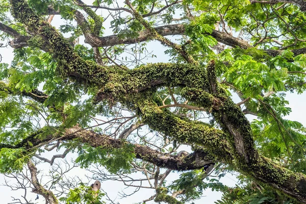 Parasitäre Pflanzen Die Asiatischen Tropenwald Auf Baumstamm Und Ästen Leben — Stockfoto