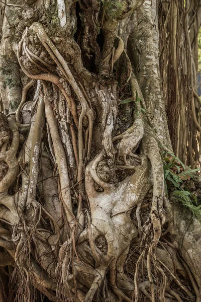 Baumstamm Und Wurzeln Von Banyan — Stockfoto