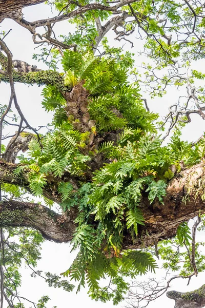 Drynaria Und Andere Epiphytenpflanzen Die Auf Dem Baum Asiatischen Tropenwald — Stockfoto