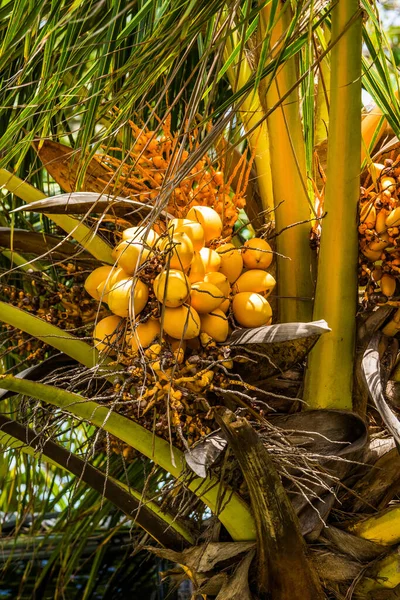 야자나무에 코코넛 자세히 — 스톡 사진