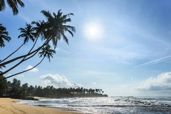 Palmen Wild Tropisch Strand Zonnige Dag Indische Oceaan Sri Lanka — Stockfoto