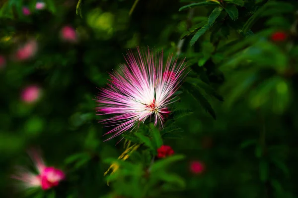 Seda Persa Flor Árbol Seda Rosa Albizia Julibrissin —  Fotos de Stock