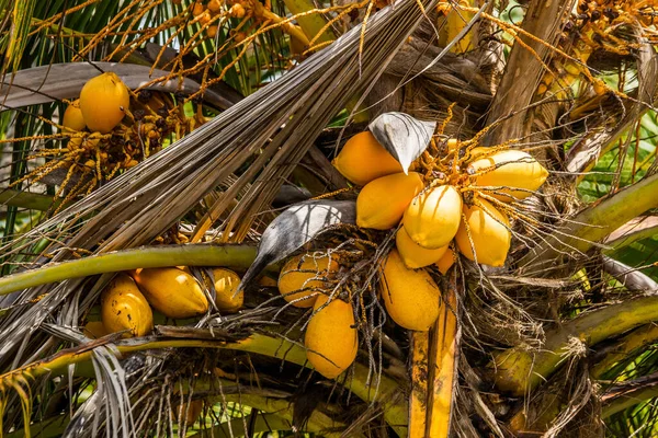 Racimo Coco Una Palmera Coco — Foto de Stock