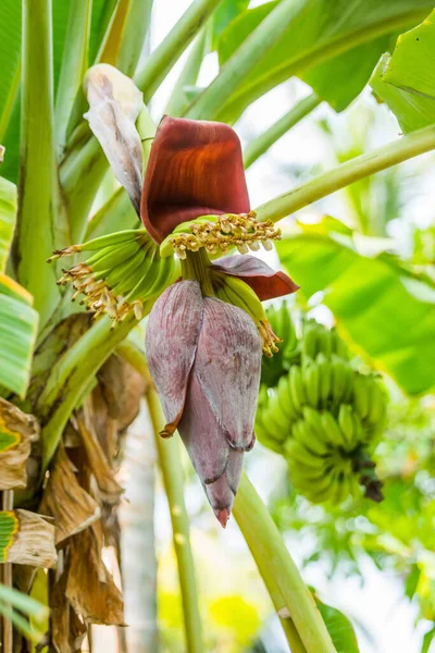 Flor Plátano Con Frutas Jóvenes Plátano Colgando Rama — Foto de Stock