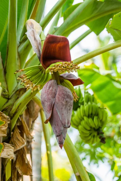 Flor Plátano Con Frutas Jóvenes Plátano Colgando Rama — Foto de Stock