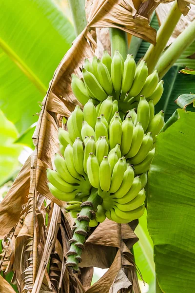 나뭇가지에 매달려 바나나 열매들 — 스톡 사진
