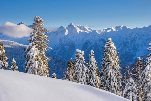 Bosque Pino Cubierto Nieve Contra Las Montañas Del Cáucaso Día — Foto de Stock