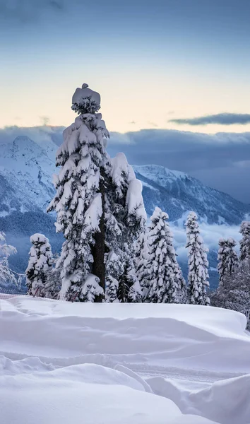 Bosque Pino Cubierto Nieve Ladera Montaña Contra Cielo Azul Por — Foto de Stock