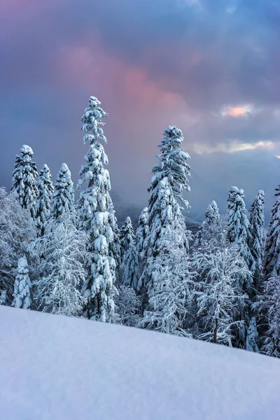 Bosque Pino Cubierto Nieve Ladera Montaña Contra Cielo Nublado Colorido — Foto de Stock