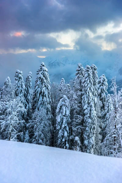 Bosque Pino Cubierto Nieve Ladera Montaña Contra Cielo Nublado Colorido — Foto de Stock