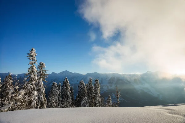 Bosque Pino Cubierto Nieve Contra Las Montañas Del Cáucaso Día — Foto de Stock