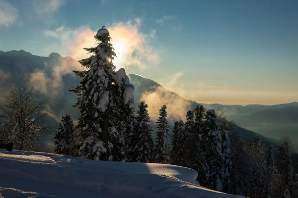 Bosque Pino Cubierto Nieve Ladera Montaña Contra Cielo Azul Por — Foto de Stock