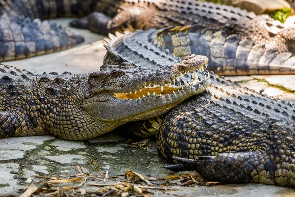 Krokodyle Słonowodne Zoo Phuket Tajlandia — Zdjęcie stockowe