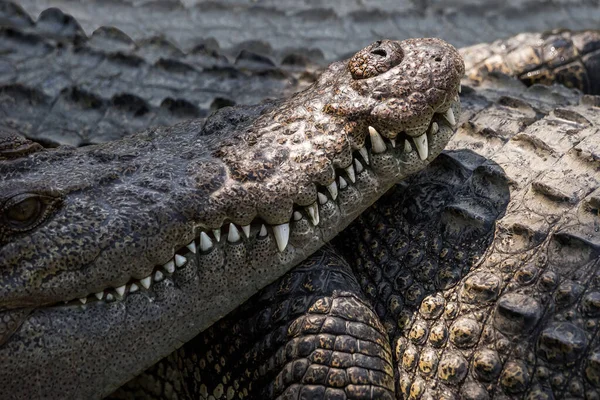 Zamknij Usta Zęby Krokodyla Słonowodnego Zoo Phuket Tajlandia — Zdjęcie stockowe