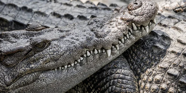 Großaufnahme Von Salzwasserkrokodilgesicht Mit Zähnen Zoo Phuket Thailand — Stockfoto