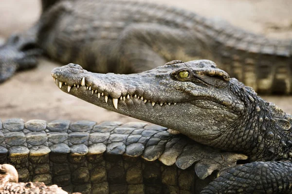 Salzwasserkrokodilkopf Zoo — Stockfoto