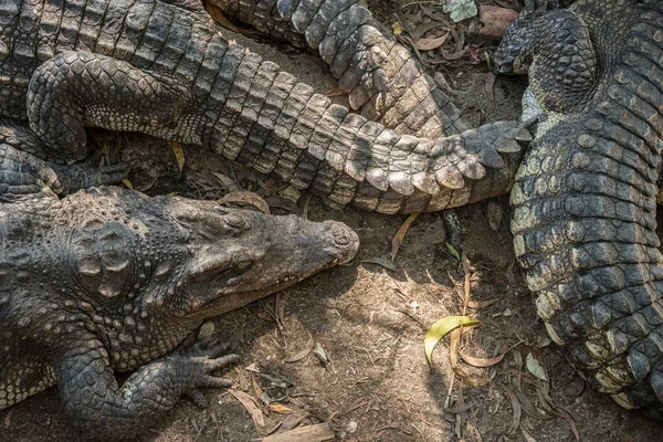 Grupa Krokodyli Słonowodnych Zoo Phuket Tajlandia — Zdjęcie stockowe