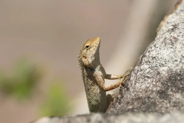 Lagarto Jardín Oriental Calotes Versicolor Sentado Una Piedra — Foto de Stock