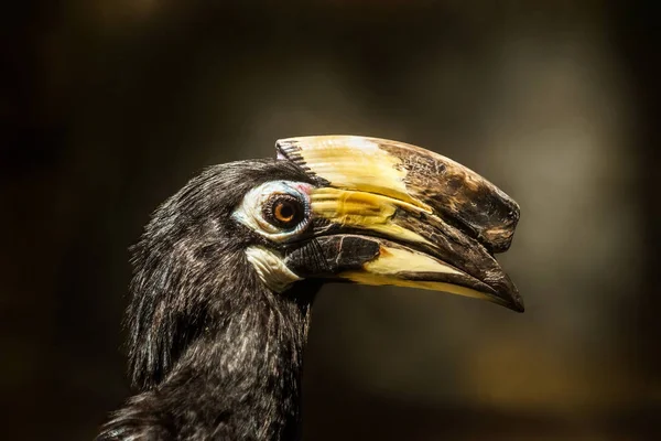 Tayland, Phuket Hayvanat Bahçesi 'ndeki boynuz gagalı kafaya yakın..