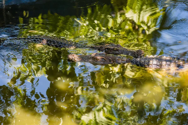 Twee Zoutwaterkrokodillen Het Water Dierentuin Van Phuket Thailand — Stockfoto