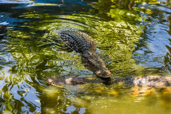 Zwei Salzwasserkrokodile Wasser Zoo Von Phuket Thailand — Stockfoto