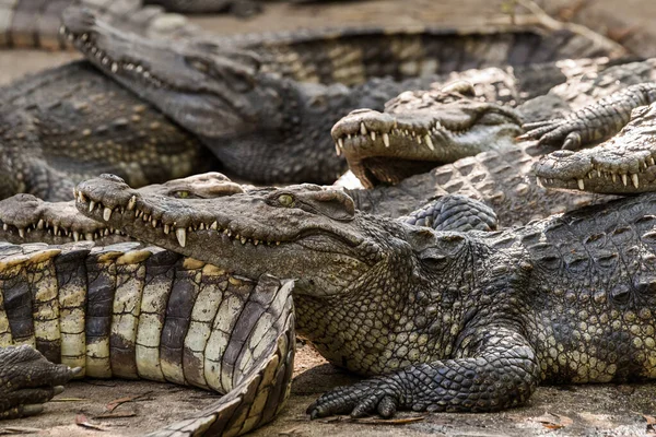 Salzwasserkrokodile Zoo Von Phuket Thailand — Stockfoto