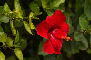 Bahçede kırmızı Hibiscus çiçeği