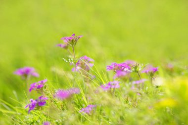 Güzel kır çiçekleri ve bokeh, bahar veya yaz çiçekli parlak yeşil çimenler..