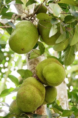 Ağaçtaki Jackfruit (Artocarpus heterophyllus)