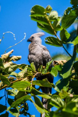 Yeşil ağaç dalına tünemiş Gri Go-away-bird (Corythaixoides concolor)
