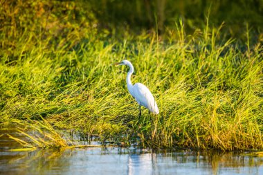 Büyük Akbalıkçıl (Egretta alba) su kenarında duruyor. Zambezi Nehri kıyısındaki yeşil bataklık, Afrika.