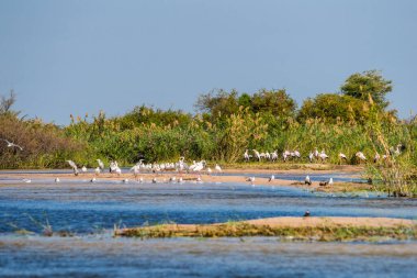 Zambezi nehri kıyısında büyük bir sarı gagalı leylek sürüsü (Mycteria ibis)