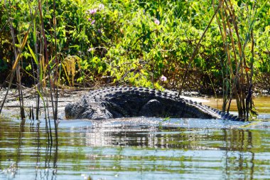 Su kenarında Nil Timsahı (Crocodylus Niloticus). Zambesi nehir kıyısı, Zambiya.