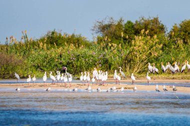 Zambezi Nehri kıyısında duran büyük bir sarı gagalı leylek sürüsü (Mycteria ibis)