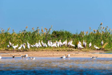 Zambezi Nehri kıyısında duran büyük bir sarı gagalı leylek sürüsü (Mycteria ibis)