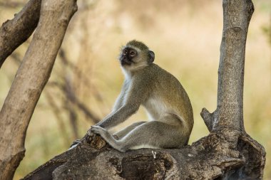 Vervet maymunu (Cercopithecus aethiops) ağaçta oturuyor. Moremi oyun rezervi, Okavango delta, Botswana, Afrika.